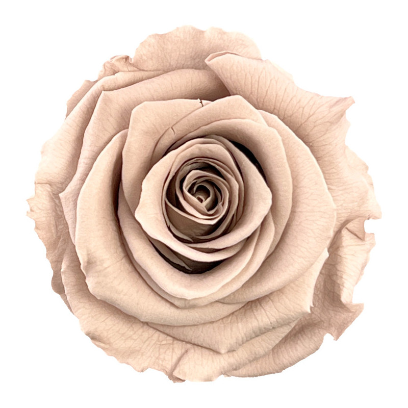 Boite de 6 têtes de rose éternelle standard plusieurs couleurs