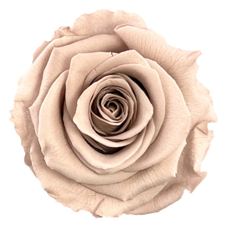 Boite de 6 têtes de rose éternelle standard plusieurs couleurs