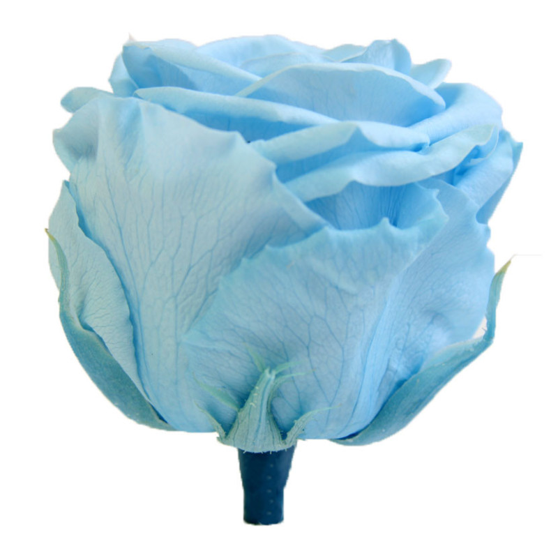 Rose éternelle tigée Amorosa 53cm plusieurs couleurs