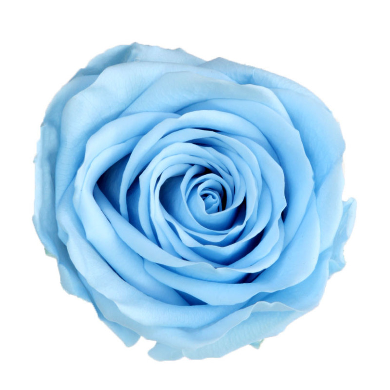 Rose éternelle tigée Amorosa 53cm plusieurs couleurs