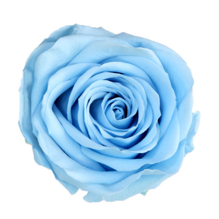 Rose éternelle tigée Amorosa 53cm plusieurs couleurs