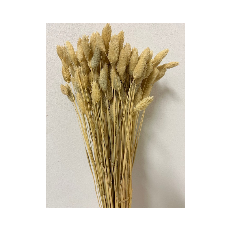 Bouquet de Phalaris séché 100gr plusieurs couleurs - Manor - Fleurs séchées - Grossiste