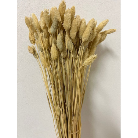 Bouquet de Phalaris séché 100gr plusieurs couleurs - Manor - Fleurs séchées - Grossiste