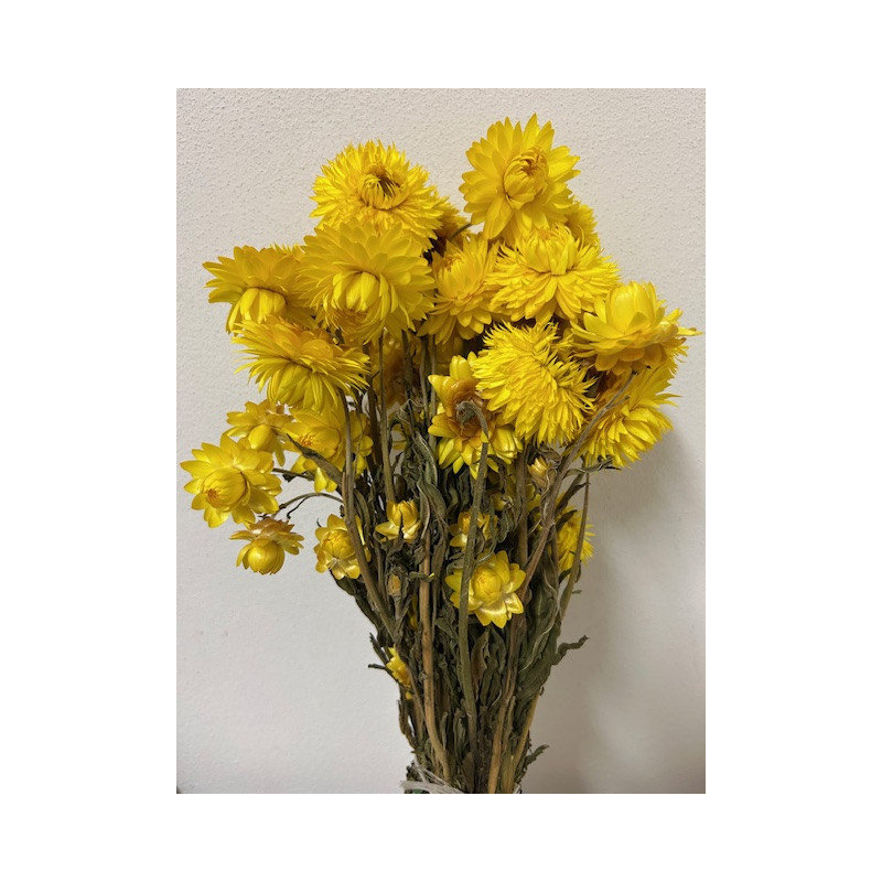 Bouquet de helichrysum plusieurs couleurs - Grossiste fleurs séchées - Bouquet de fleuriste