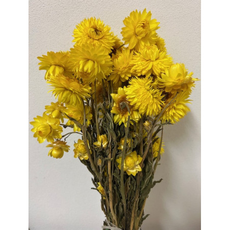 Bouquet de helichrysum plusieurs couleurs - Grossiste fleurs séchées - Bouquet de fleuriste