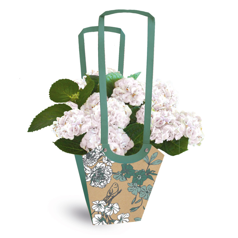 Paquet de 10 sacs aqua médium 3 modèles - Birdy - Grossiste fleuriste
