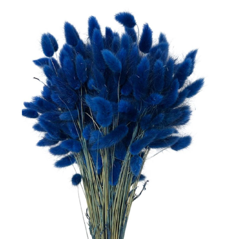 Bouquet de Lagurus 100gr plusieurs couleurs - Minet - Fleurs séchées - Grossiste