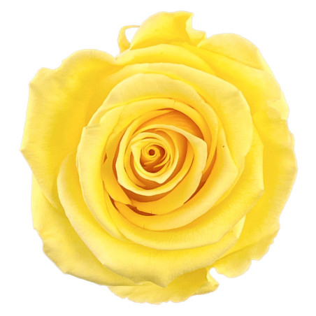 Boite de 6 têtes de rose éternelle standard plusieurs couleurs