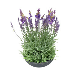 Lavande en pot - Fournisseur de plantes artificielles