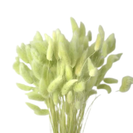 Bouquet de Lagurus 100gr plusieurs couleurs - Minet