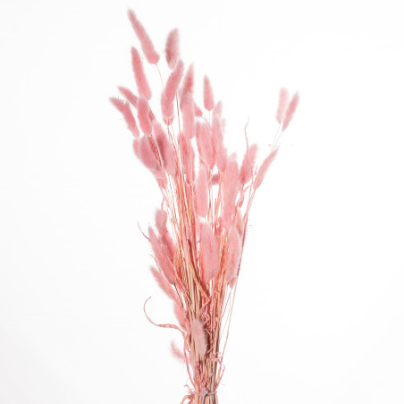 Bouquet de Lagurus 100gr plusieurs couleurs - Minet