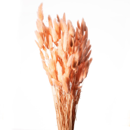 Bouquet de Lagurus 100gr plusieurs couleurs - Minet