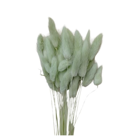 Bouquet de Lagurus 100gr plusieurs couleurs - Minet