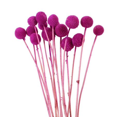 Bouquet de Craspédia séchées - Billy buttons - Fournisseur de fleurs séchées