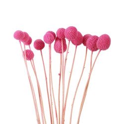 Bouquet de Craspédia séchées - Billy buttons - Fournisseur de fleurs séchées