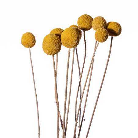 Bouquet de Craspédia séchées - Billy buttons - Fournisseur de fleurs séchées