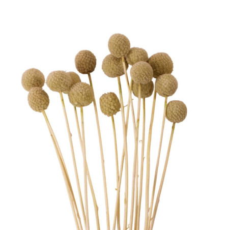 Bouquet de Craspédia séchées - Billy buttons - Fournisseur de fleurs séchées