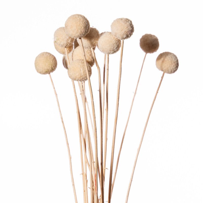 Bouquet de Craspédia séchées - Billy buttons - Fournisseur de fleurs séchées