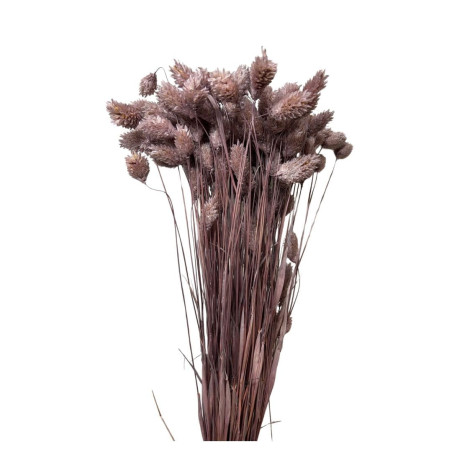 Bouquet de Phalaris séché 100gr plusieurs couleurs - Manor