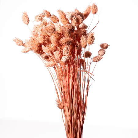 Bouquet de Phalaris séché 100gr plusieurs couleurs - Manor