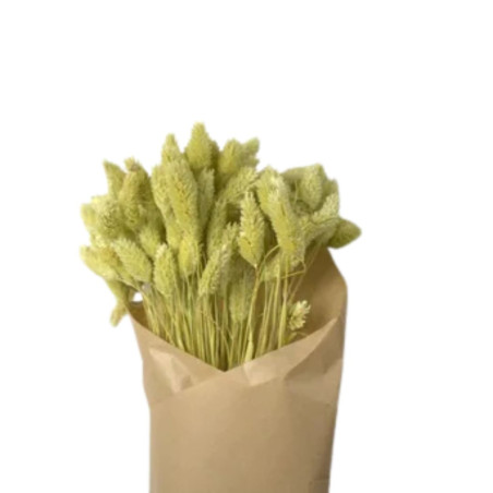 Bouquet de Phalaris séché 100gr plusieurs couleurs - Manor