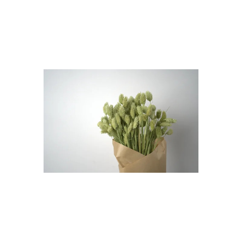 Bouquet de Phalaris séché 100gr plusieurs couleurs - Manor