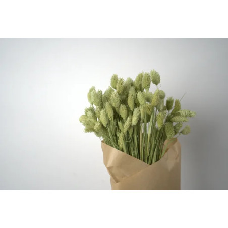 Bouquet de Phalaris séché 100gr plusieurs couleurs - Manor