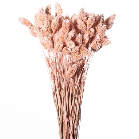 Bouquet de Phalaris séché 100gr plusieurs couleurs - Manor