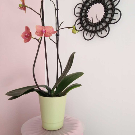 Cache-pot orchidée 3 couleurs - Orchiline