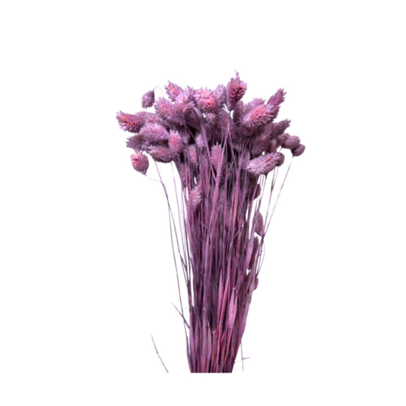 Bouquet de Phalaris séché 100gr plusieurs couleurs - Manor