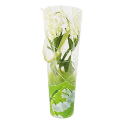 Paquet de 10 tubes "Douce fleur" - Sallto