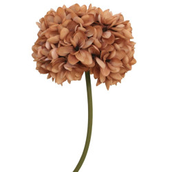 Magnolia marron géant 160cm - Sépia