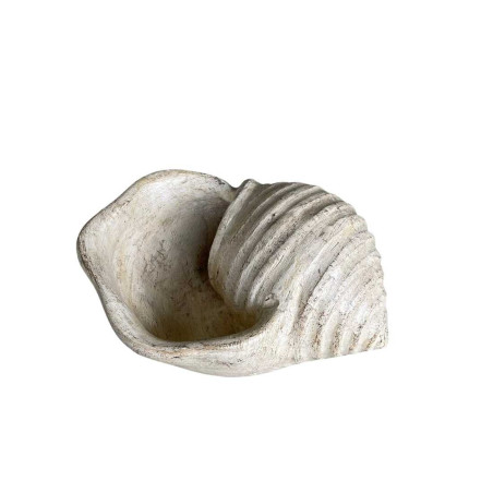 Coquillage crème - Kauri - Fournisseur poterie décorative