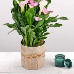 Cache-pot en zinc et toile de jute 2 tailles - Calla