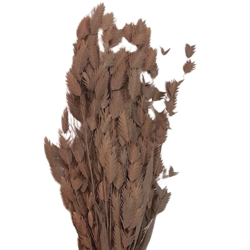 Botte de casmanthium 40gr 2 couleurs