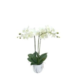 Double orchidee avec pot céramique 65cm