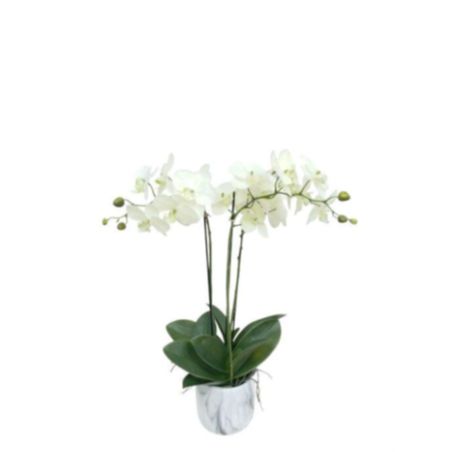 Double orchidee avec pot céramique 65cm