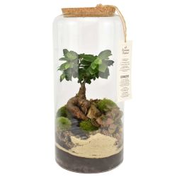 Terrarium - Zoya