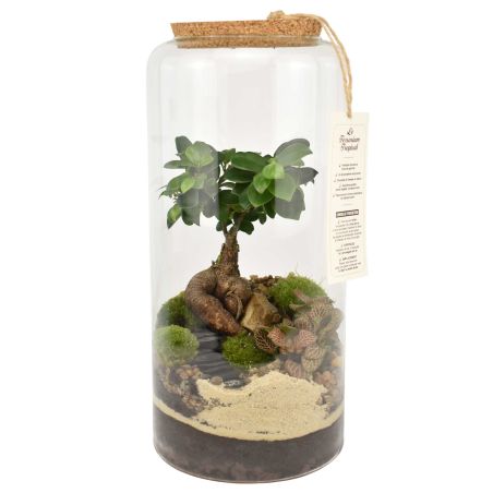 Terrarium - Zoya