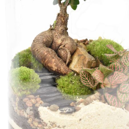 Terrarium - Zoya