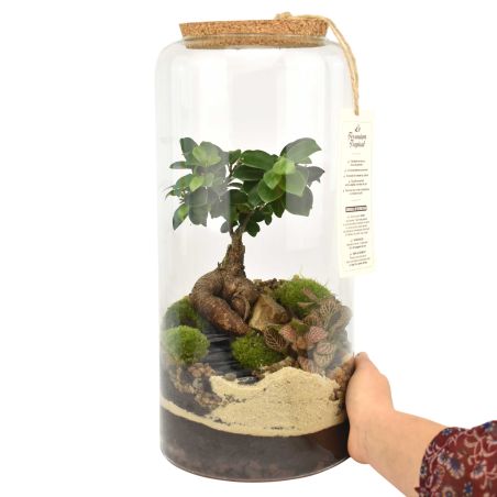 Terrarium - Zoya