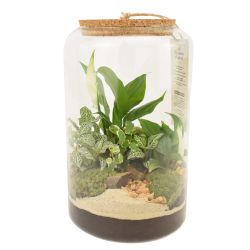 Terrarium - Gopherus