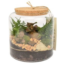 Terrarium - Floride