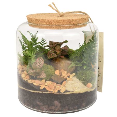 Terrarium - Floride