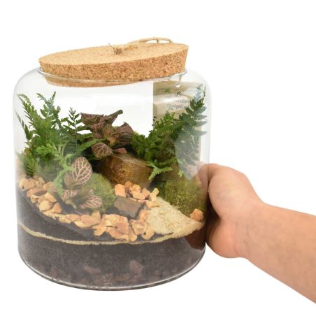 Terrarium - Floride