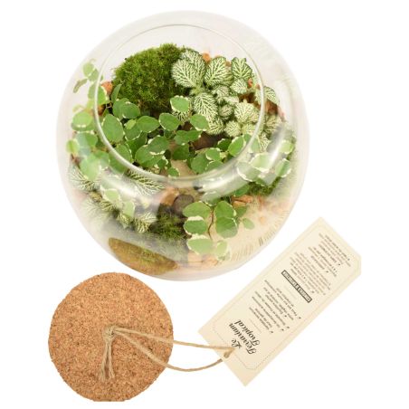 Terrarium - Emys