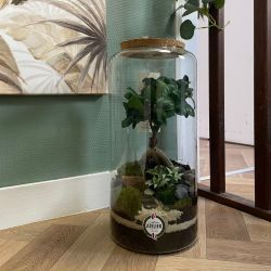 Terrarium - Zoya
