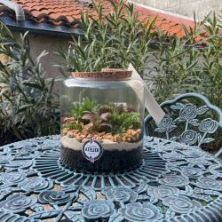 Terrarium - Floride