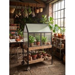 Serre sur meuble en bois à roulette - Greenhouse