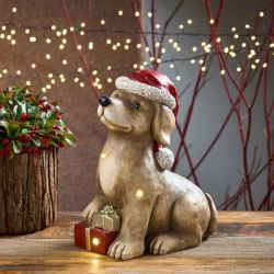 Chien led avec cadeau - Cashmere